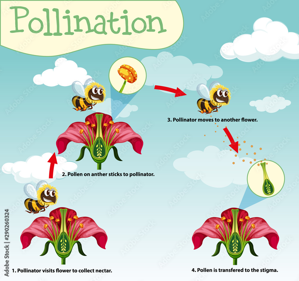 蜜蜂和花朵授粉示意图