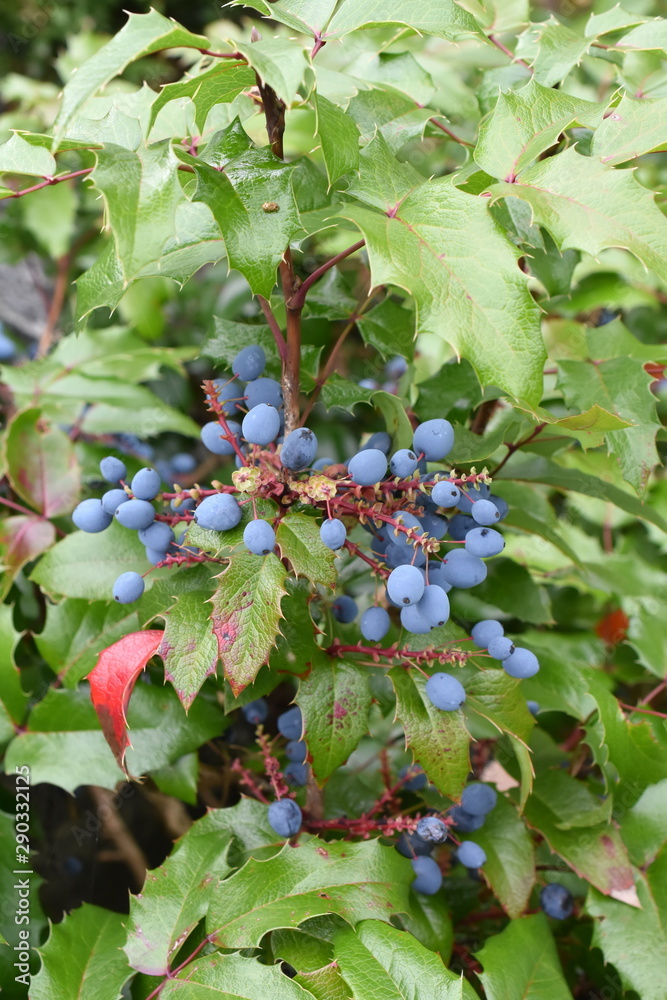 俄勒冈州葡萄灌木Mahonia aquifolium配蓝色浆果
