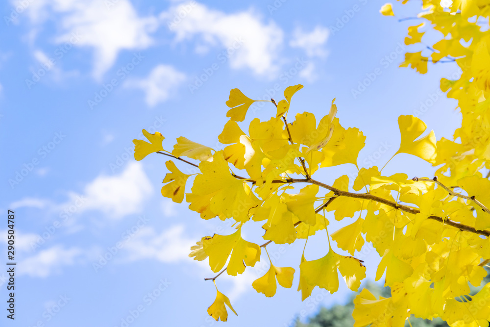 设计理念-美丽的黄色银杏，秋天阳光明媚的银杏叶