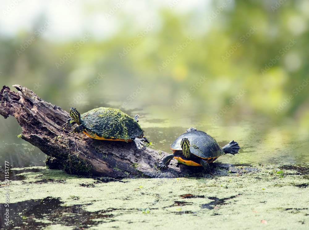 佛罗里达海龟在湿地晒太阳
