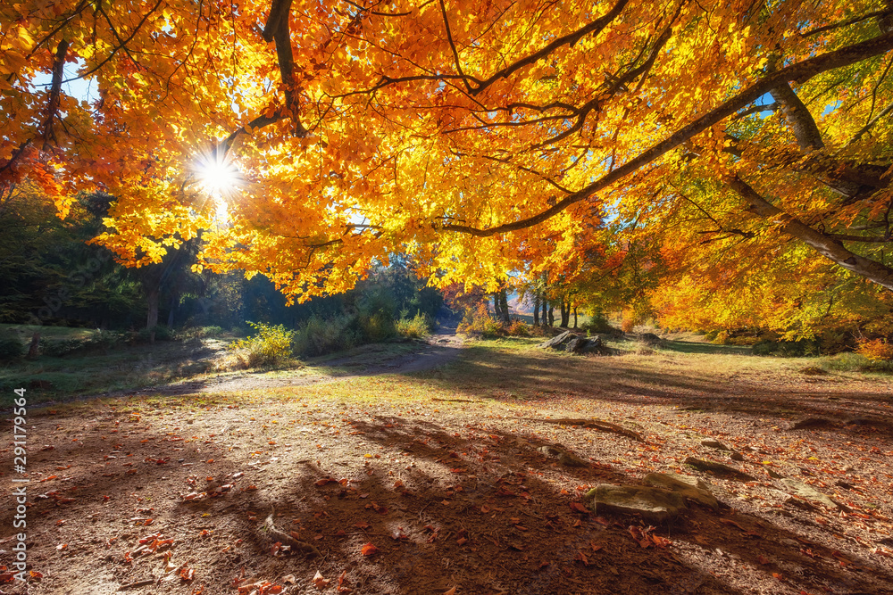 阳光透过秋天的树木。森林中的自然秋天景观。秋天的森林和阳光就像ba