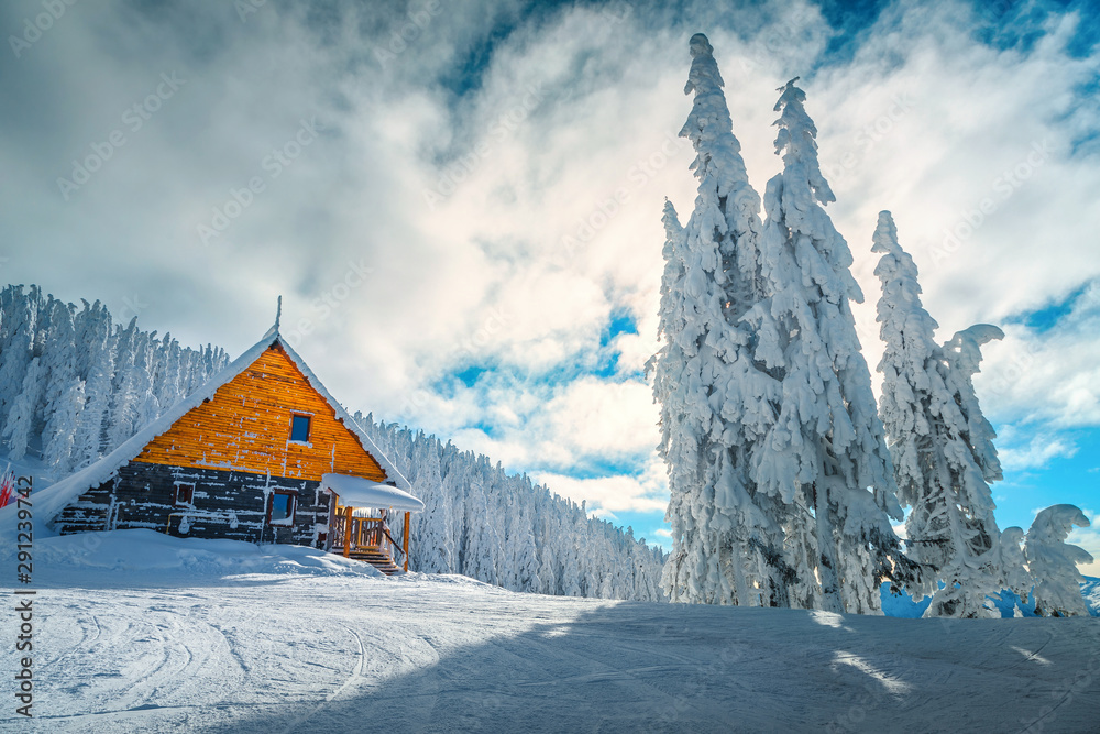 罗马尼亚特兰西瓦尼亚喀尔巴阡山脉波亚纳·布拉索夫雪树滑雪场