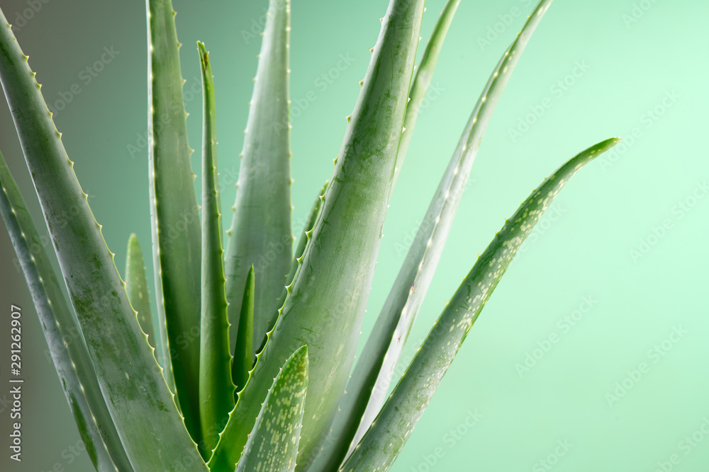 Aloe Vera closeup. Aloevera plant, natural organic renewal cosmetics, alternative medicine. Aloe Ver