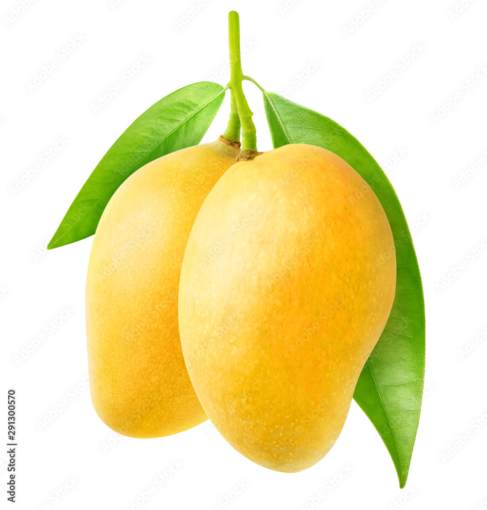 孤立的芒果。两个黄色的芒果果实挂在树枝上，用cl隔离在白色背景上