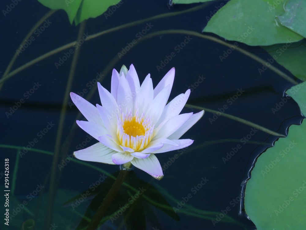 湖中美丽的睡莲花。池塘里睡莲的倒影。美丽的夏春时节