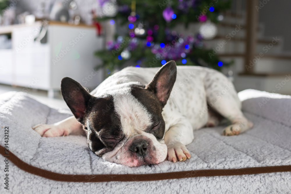 法国斗牛犬躺在圣诞树下