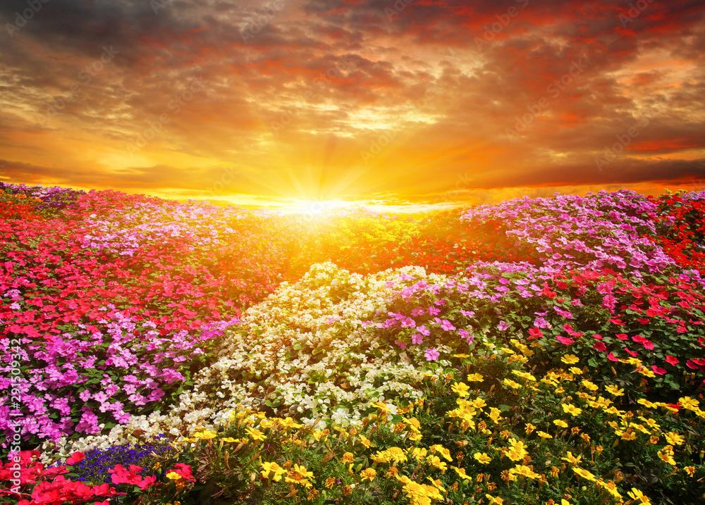  flower field with sunlight
