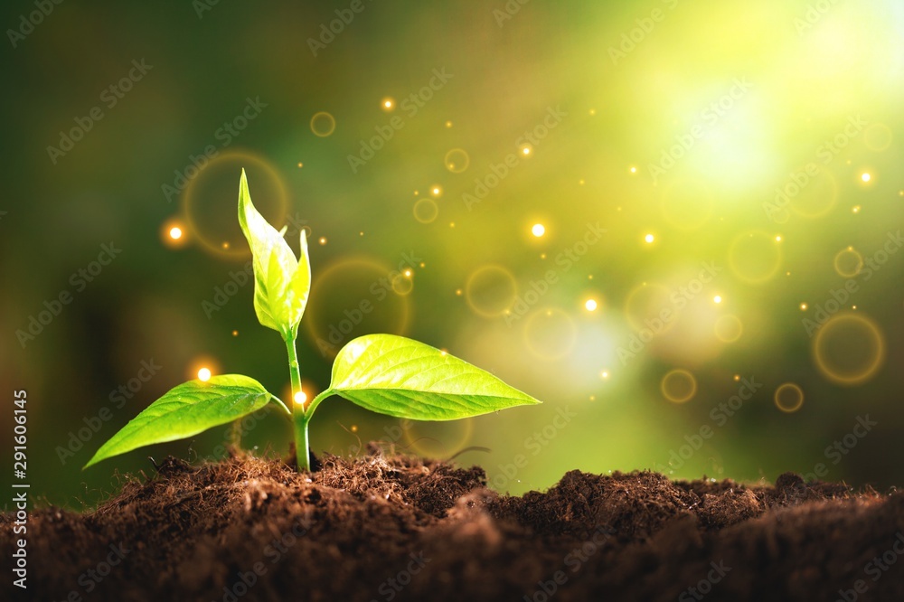 新生命绿色植物在土壤中的生长