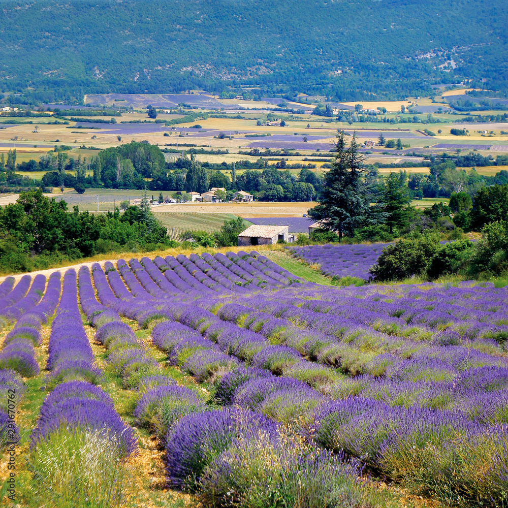 法国南部普罗旺斯村庄的薰衣草种植园