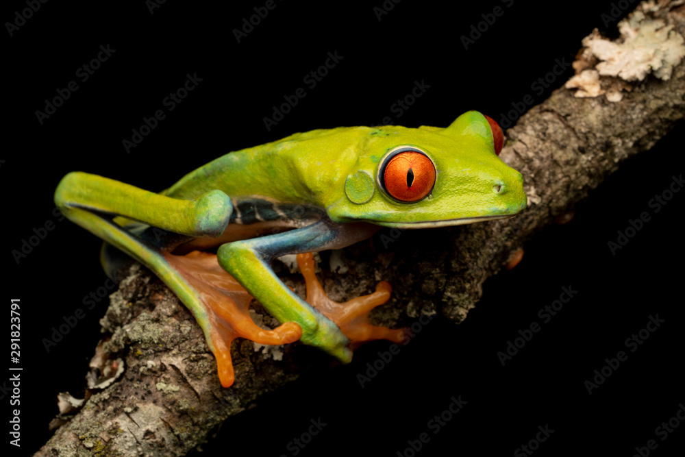 雨林树枝上的红眼树蛙