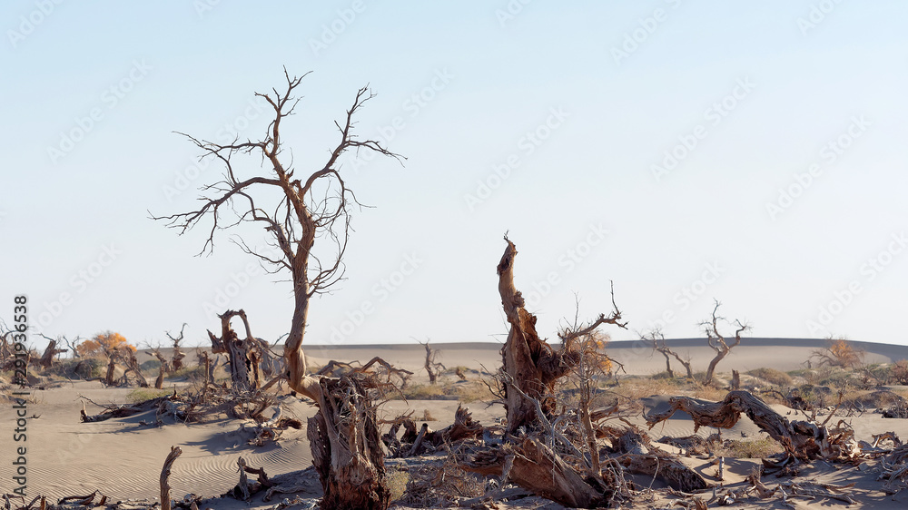 Dead populus euphratica trees in dead tree forest desert on the blue sky background, Ejina in the au
