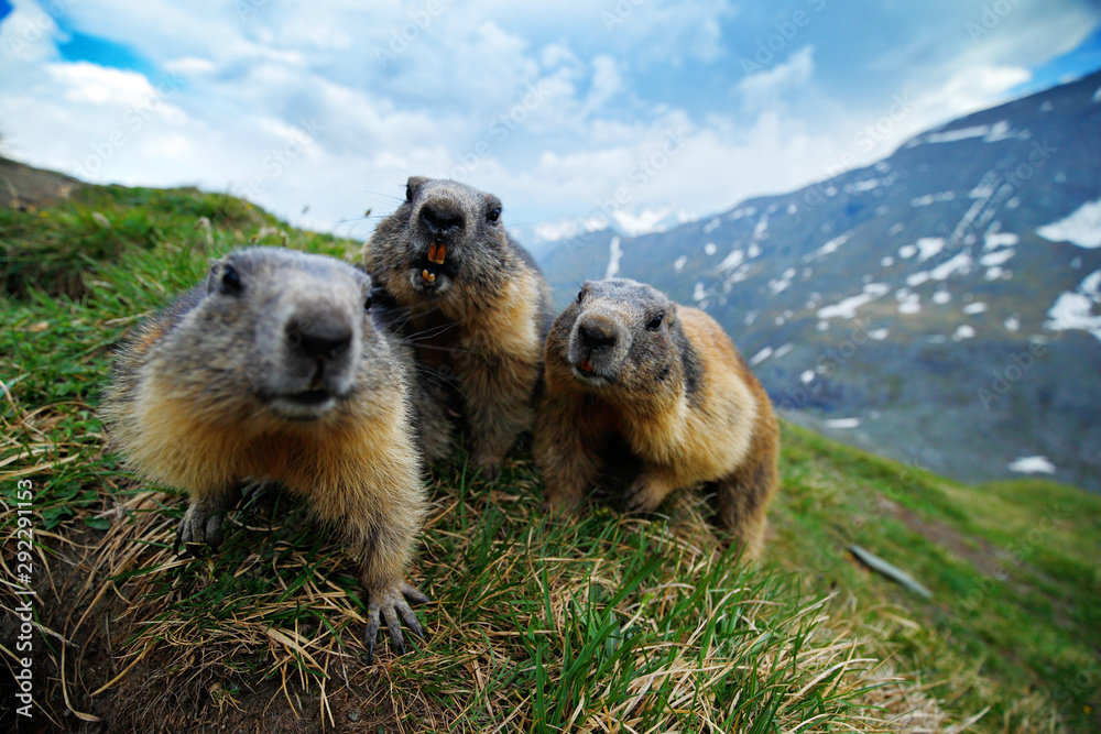 可爱的胖动物Marmot，坐在意大利阿尔卑斯山自然岩山栖息地的草地上。野生动物