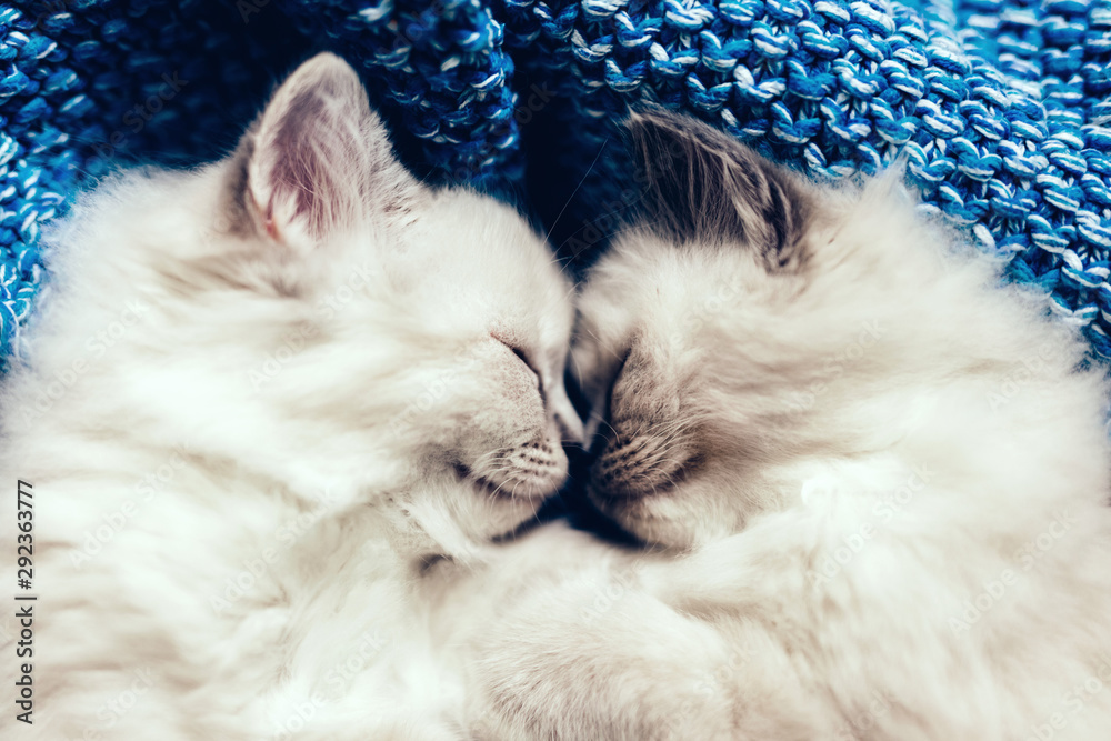 两只布娃娃猫，可爱的小猫一起睡在蓝色毯子上