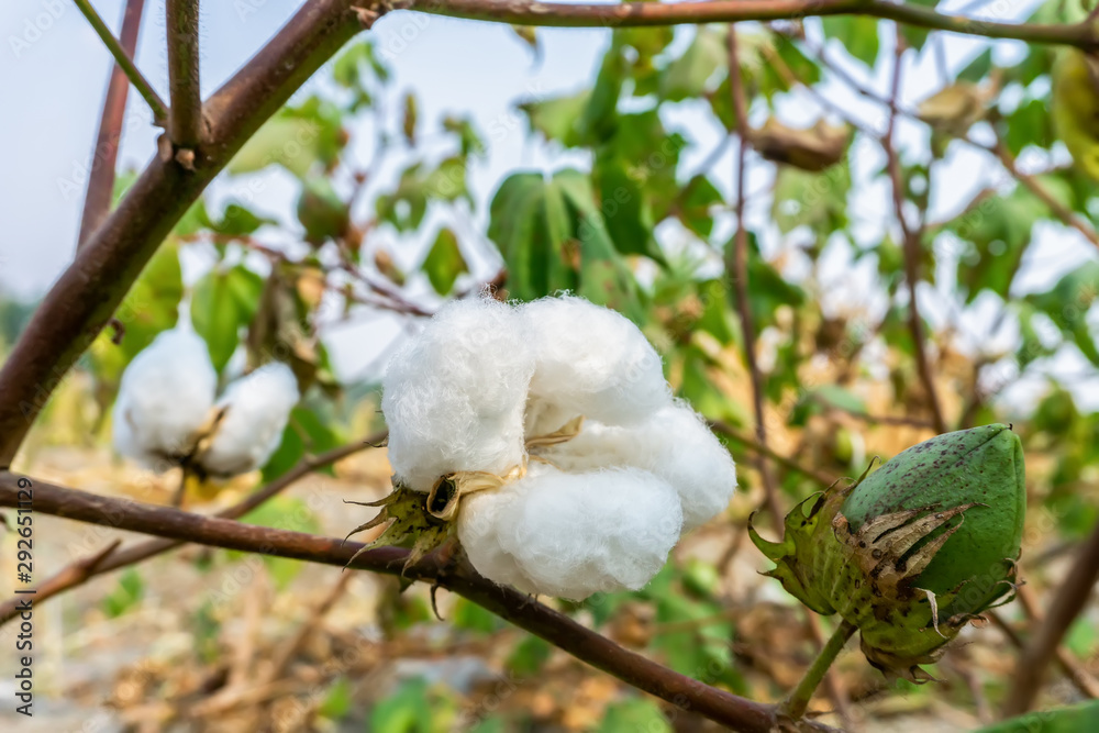 农村农田种植的棉花