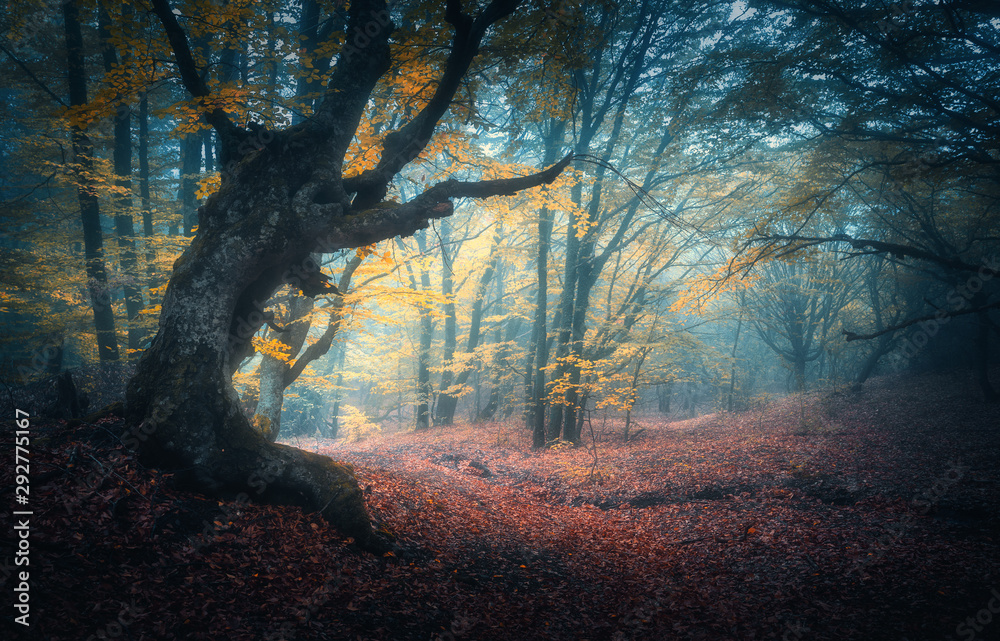 秋天蓝雾中美丽的神秘森林。五颜六色的风景，迷人的黄色树木