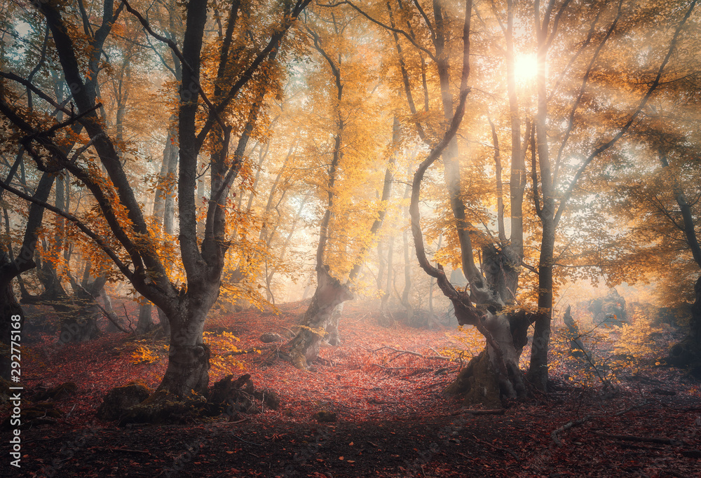 秋天日出时雾中的童话森林。有阳光的神奇树木。五颜六色的梦幻景观
