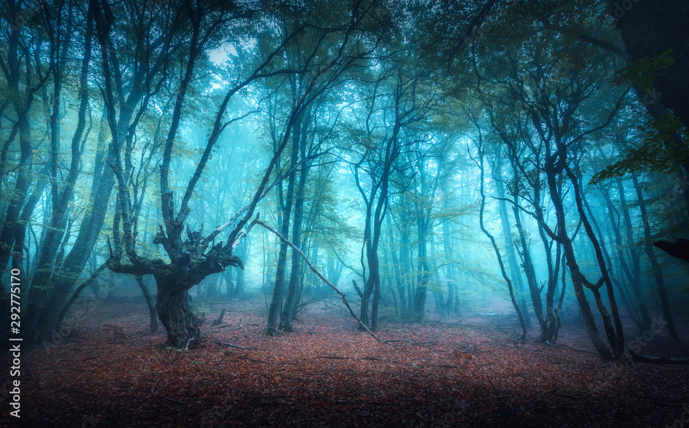 秋天蓝雾中美丽的神秘森林。五颜六色的风景，迷人的橙色树木