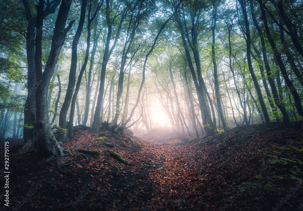 秋天日出时，雾中有一片美丽的神秘森林。色彩缤纷的风景和迷人的树木。