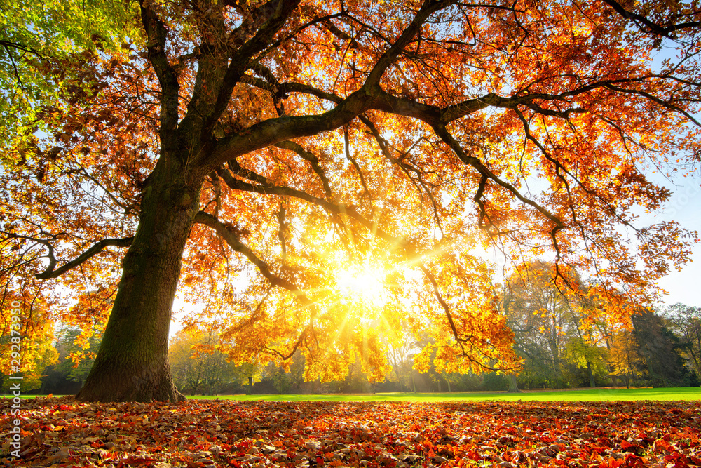 秋天日落时的雄伟橡树