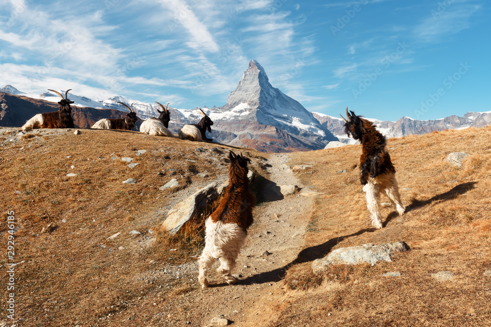瑞士阿尔卑斯山Stellise湖附近的马特洪峰Cervino峰背景上的战斗山羊。采尔马特雷索