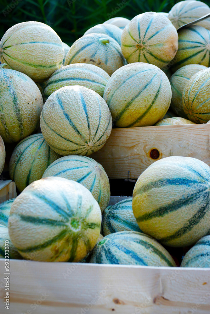 cantaloupe melon sold in market in provence-france