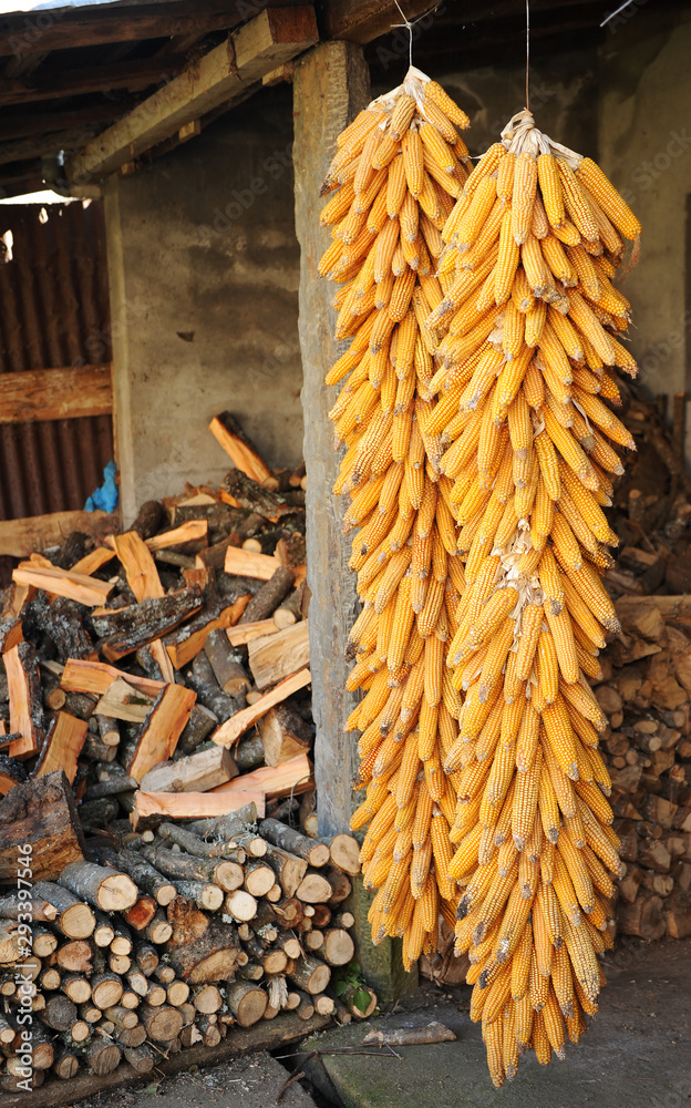 Mazorcas de maíz colgando y leña almacenada para el invierno en una casa en Laza, ciudad de la provi