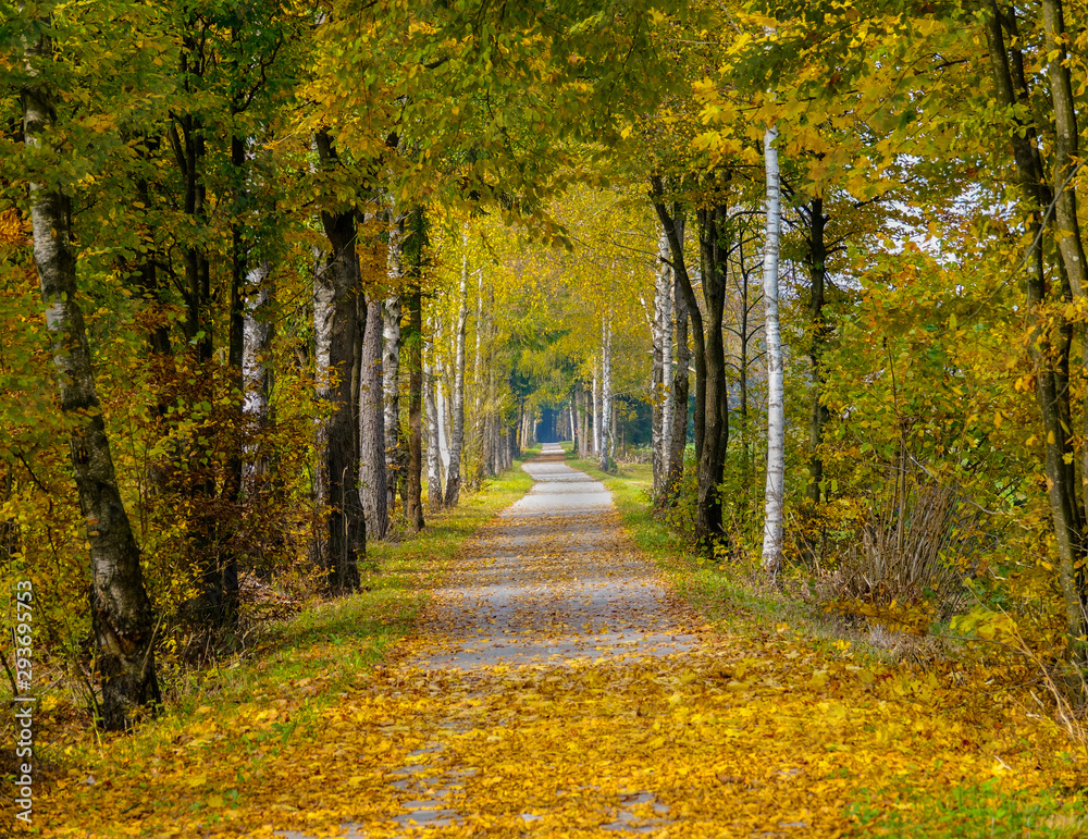 在秋天的一个完美的日子里，一条美丽的空走道的照片。