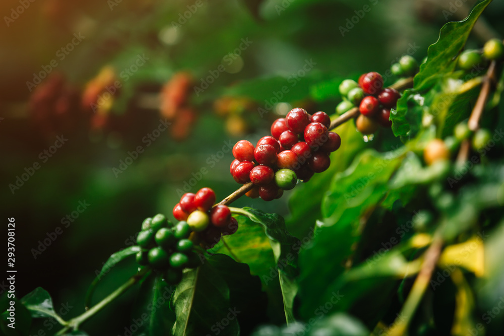 Arabicas Coffee Tree on Coffee Tree，Coffee bean单一来源单词class specialy.intage nature