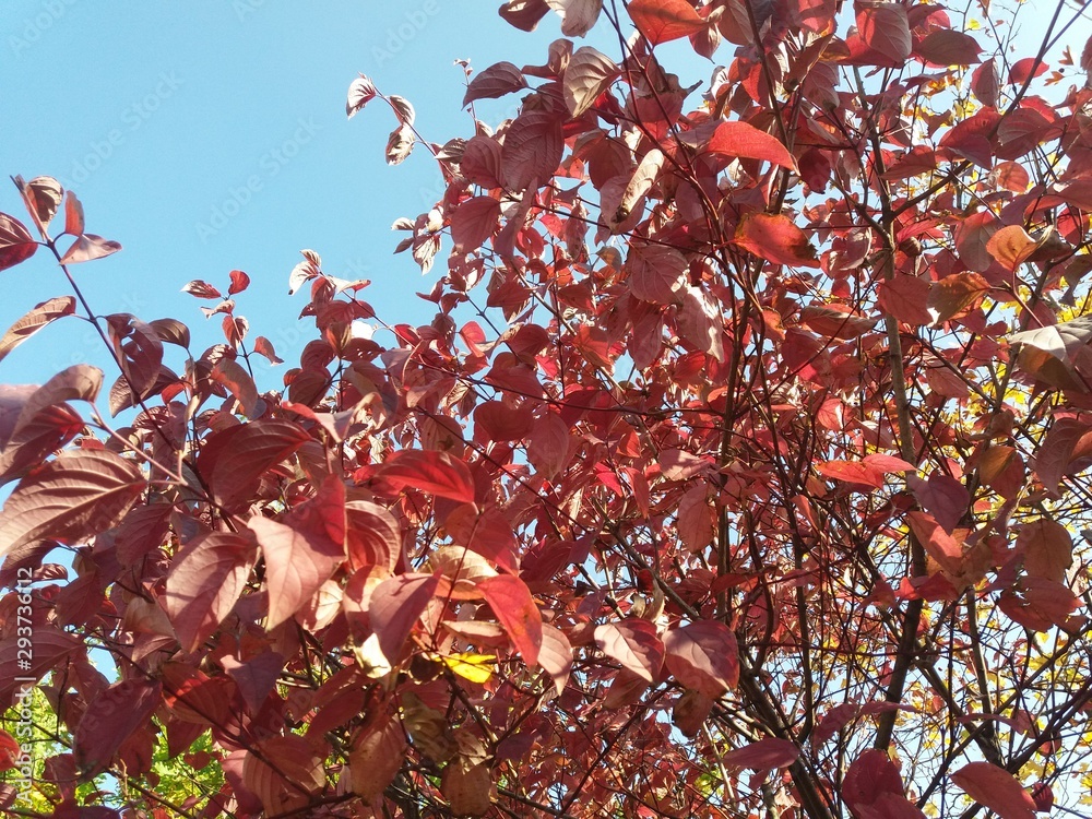 秋天的黄枫树