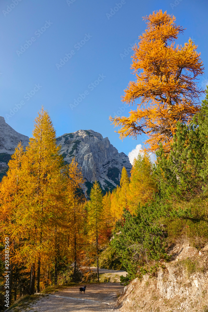 垂直：小狗站在高大的树下，在秋天改变颜色