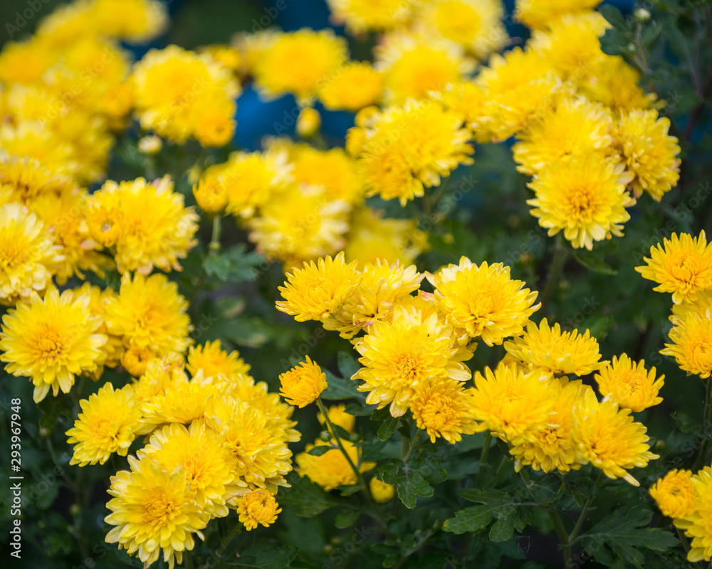 花园里盛开的黄菊花