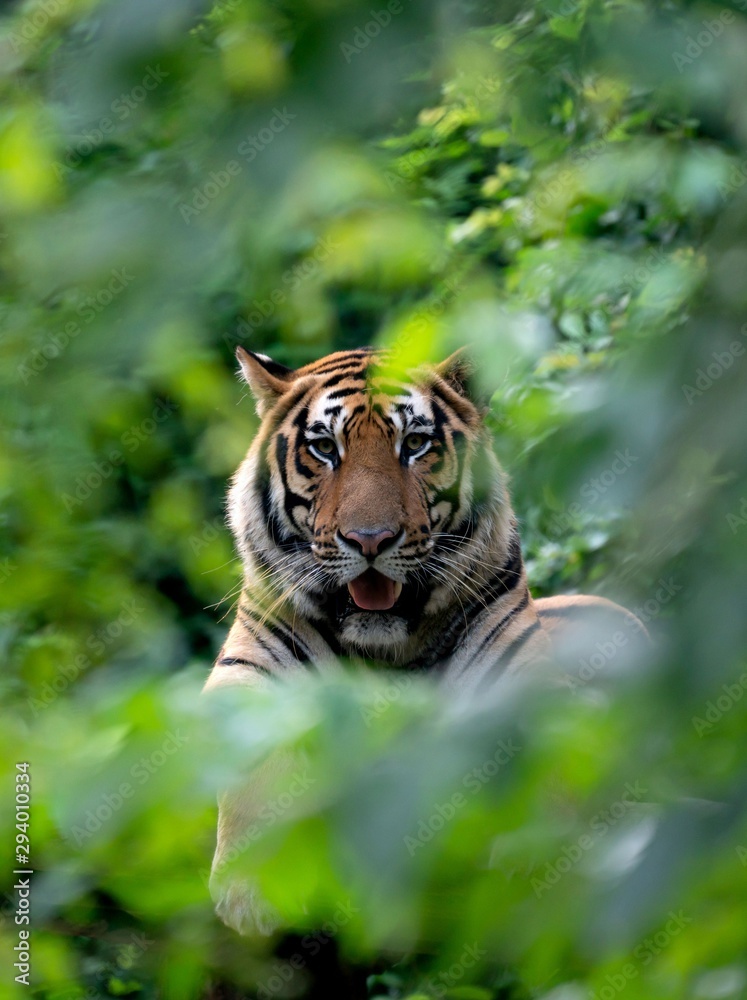 孟加拉虎在绿树丛中休息