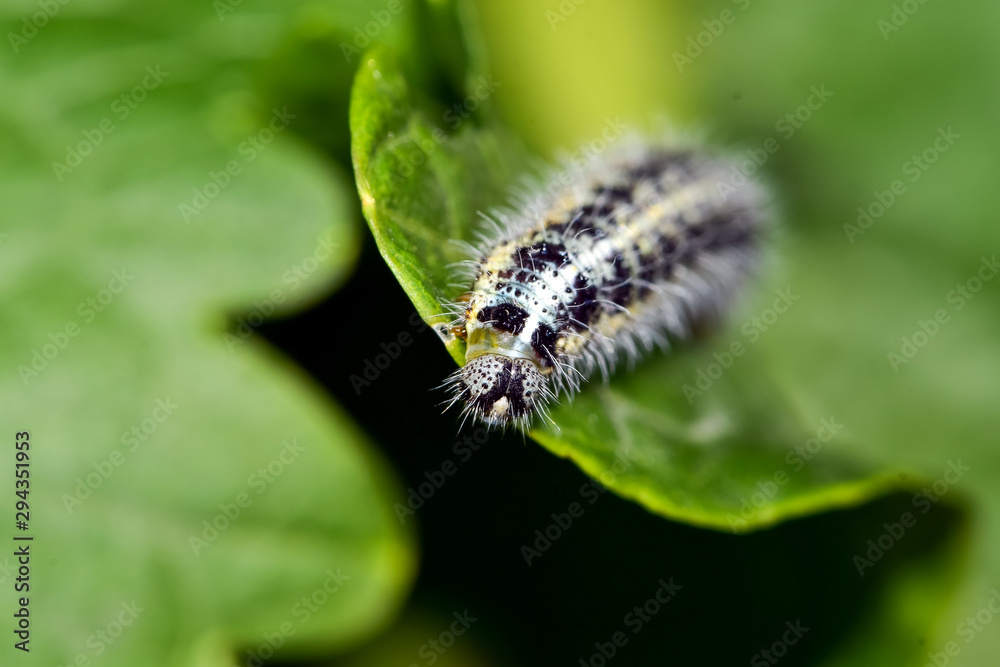 卷心菜蝴蝶毛虫被视为商业农业的害虫。