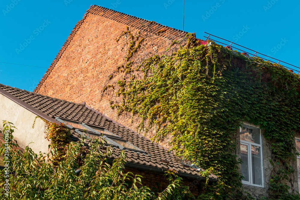 绿色常春藤覆盖的房子
