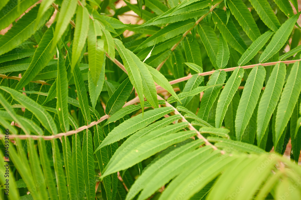 Rhus typhina的树枝和绿叶。花园装饰树。看起来像热带灌木丛