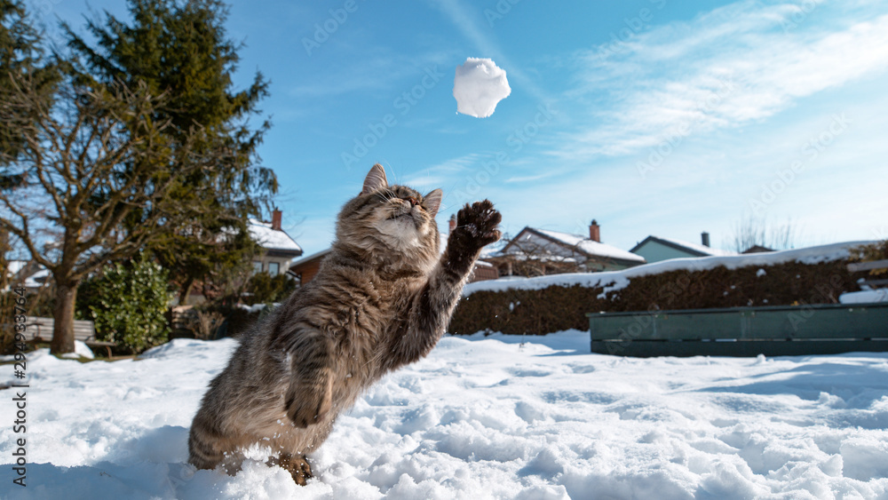 特写，自由度：毛茸茸的棕色虎斑猫冲向半空中的一个小雪球。