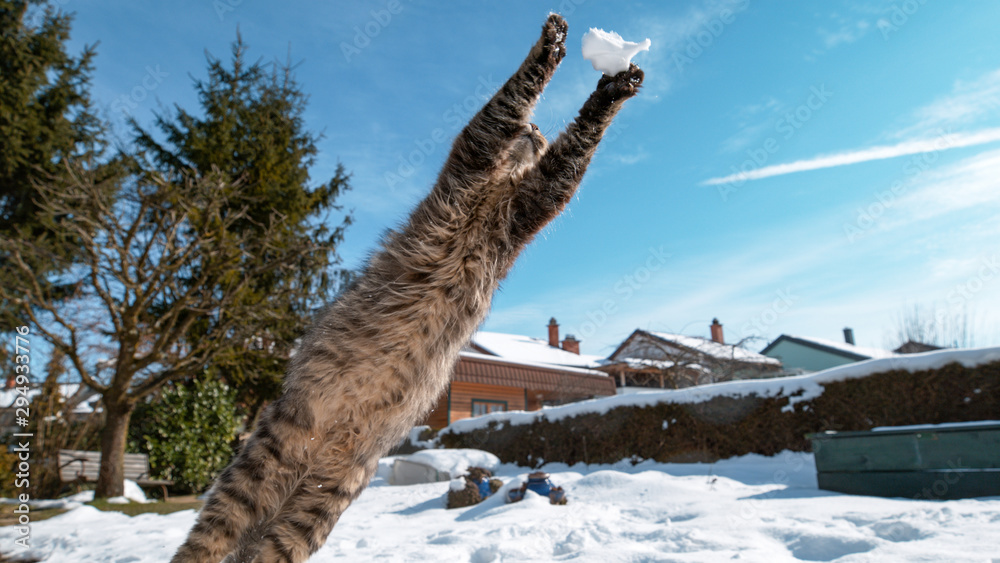 特写，自由度：愤怒的猫跳了起来，用前爪抓住了一个雪球。