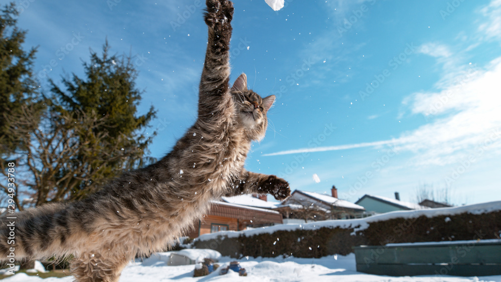 特写：小猫在花园里玩耍时，试图在半空中抓一个雪球