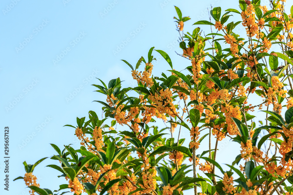 Yellow osmanthus blossoms on osmanthus tree in autumn season
