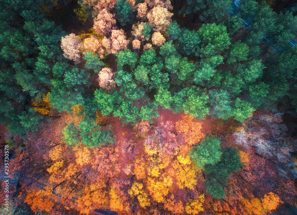 日落时美丽的秋季森林鸟瞰图。五颜六色的风景，五颜六色的树木和gr