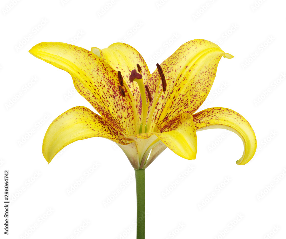 Yellow lily on a white background