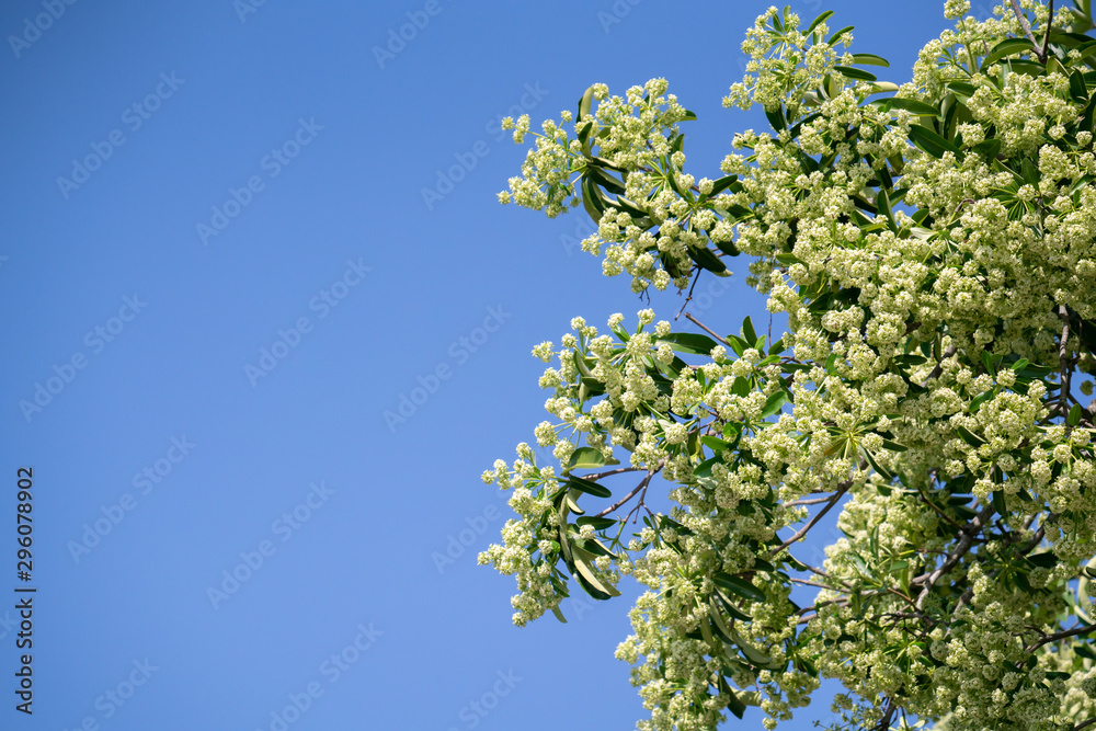 有花的魔鬼树（Alstonia scholaris）有刺鼻的气味