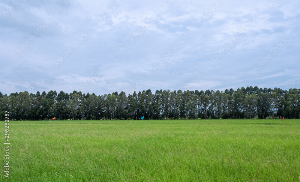 乡下的绿色稻田。有天空，有背景。
