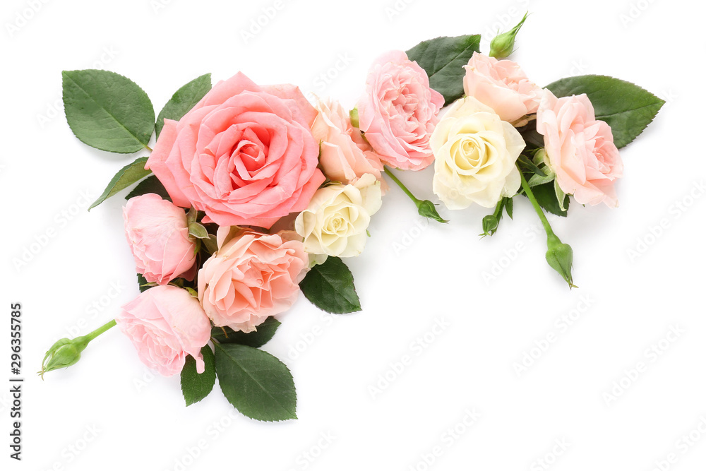 白色背景下美丽的玫瑰花