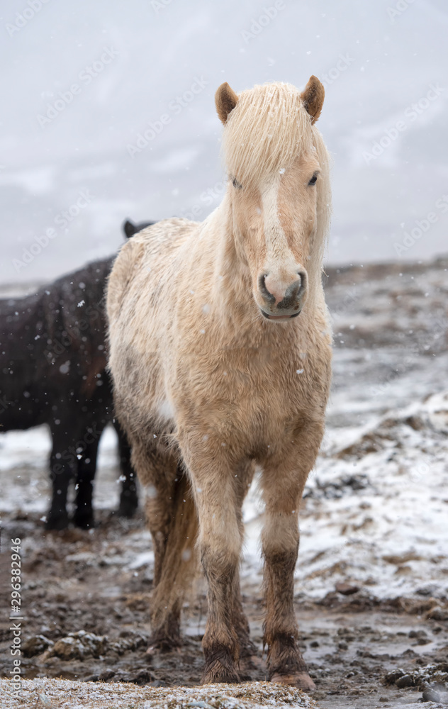 The Icelandic horse is a breed of horse developed in Iceland. Although the horses are small, at time