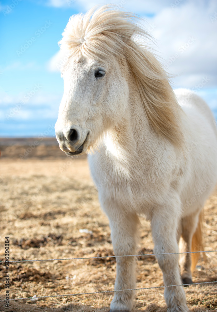 冰岛马是在冰岛发展起来的一个品种。