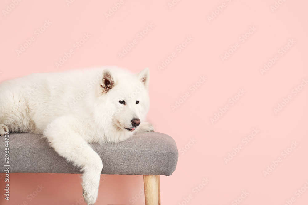 Cute Samoyed dog lying on bench near color wall