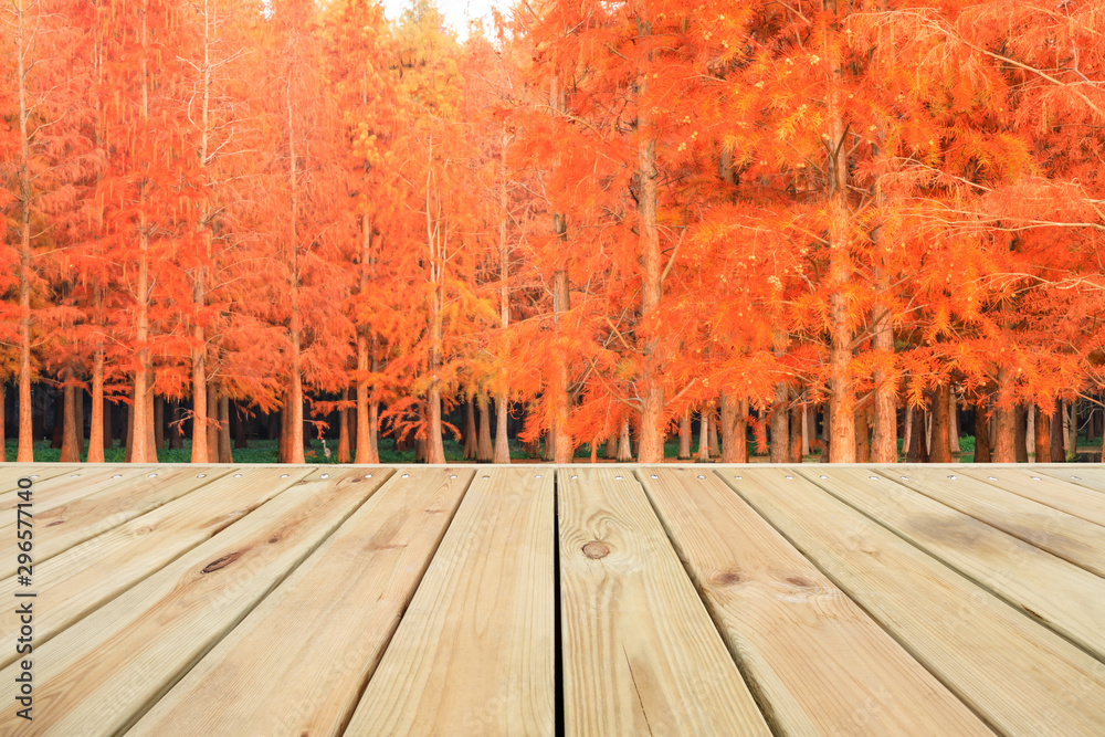 秋天空旷的木板广场和美丽的彩色森林