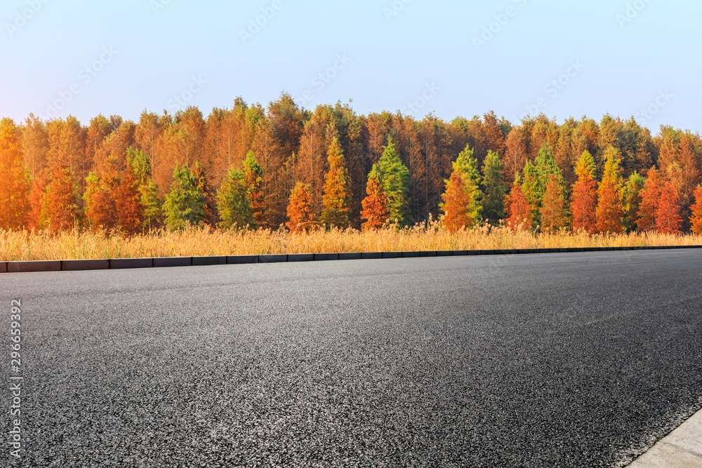 空旷的柏油路，秋天美丽的彩色森林