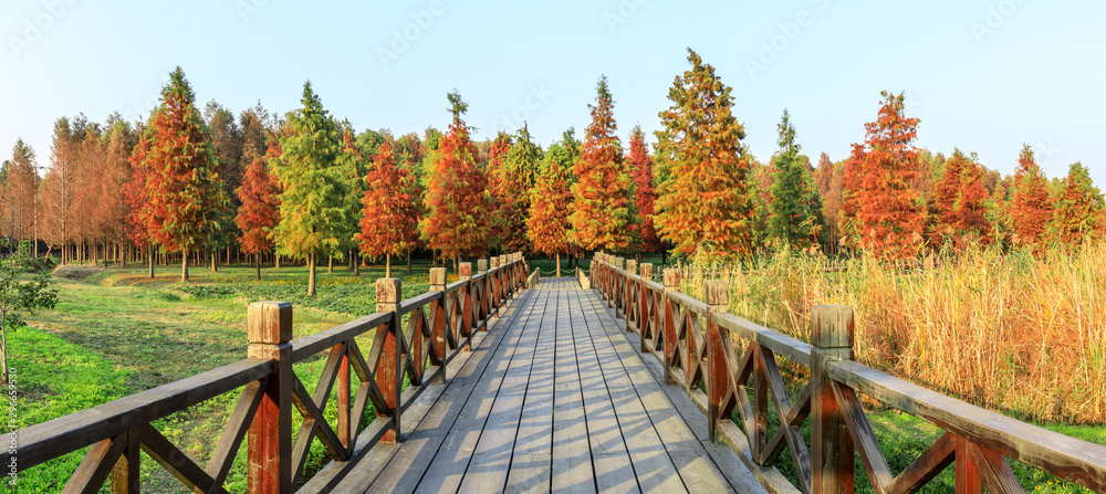 秋天的木路和美丽多彩的森林景观